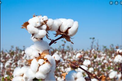 新疆棉，我为你骄傲（草蝶）