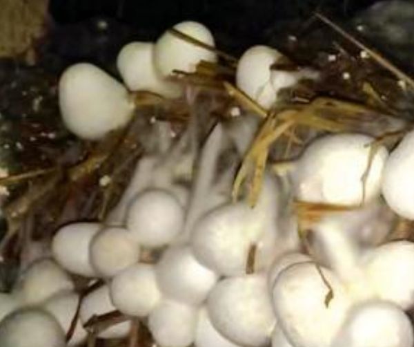 短时期内就能获得收益的稻草菇