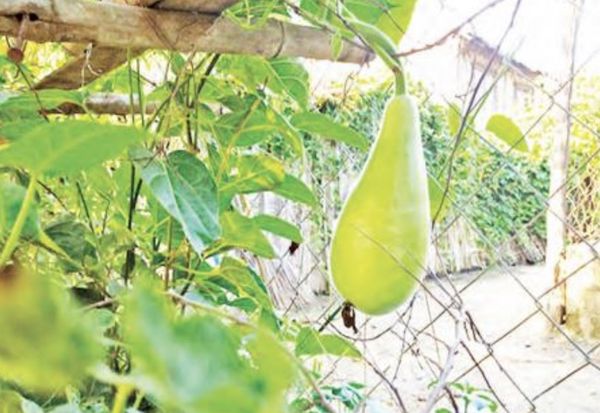 曼德勒省皎栖县区种植蔬菜瓜果者每天都有一定的收入