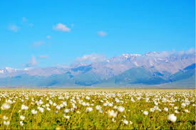 小小新疆棉 为民立功劳（春水）