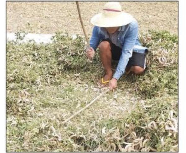 马奎省帕科库地区扁豆丰收