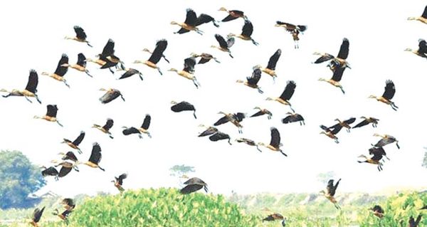 鸟类资源丰富的莫允基湖