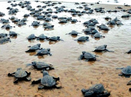 伊洛瓦底省加强海龟维护工作