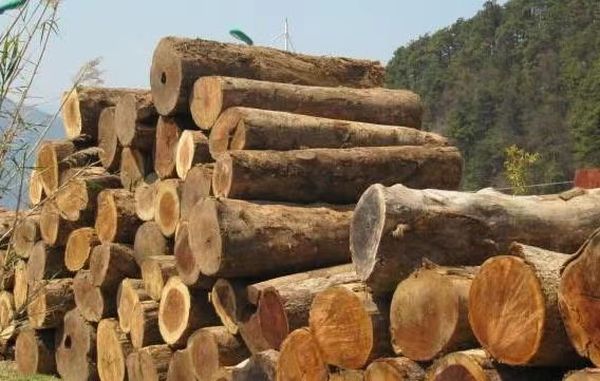 美国将缅甸政府控制的木材和珍珠业列入黑名单