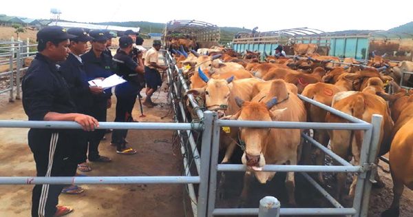 缅甸牛与水牛的对外贸易活动