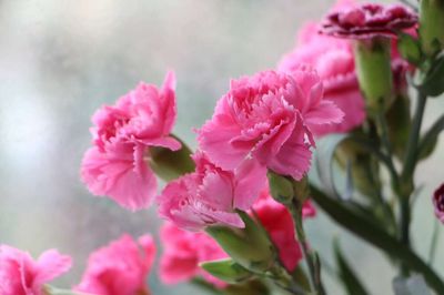 康乃馨花开思母恩（丛中草）