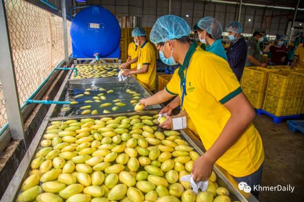 柬埔寨芒果来了！10万吨柬芒果首次出口中国