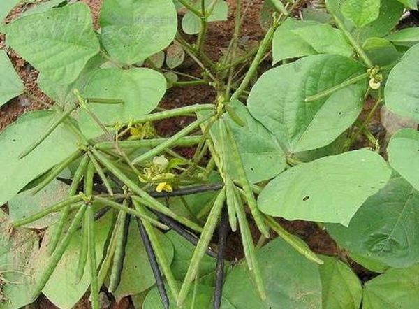 曼德勒省良吴县区夏作物绿豆丰收