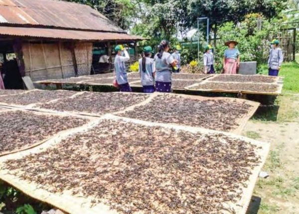 实皆省霍马林县区茶叶生产情况