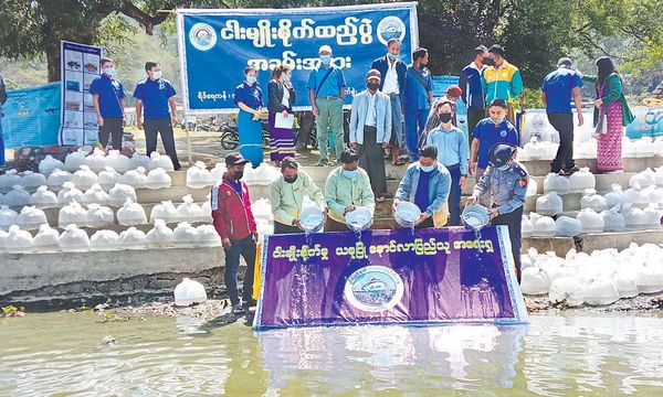 钦邦益湖内投放十万尾鱼苗