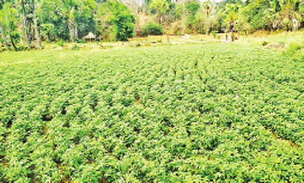 马奎省冬季作物种植的情况