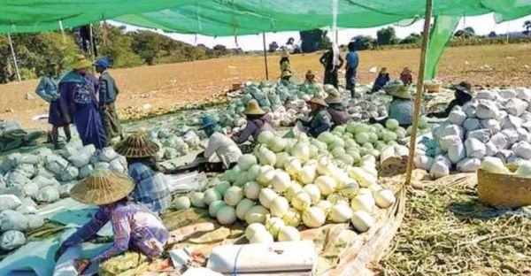 实皆省蒙育瓦专区已有农夫采用GAP种植方法生产西瓜