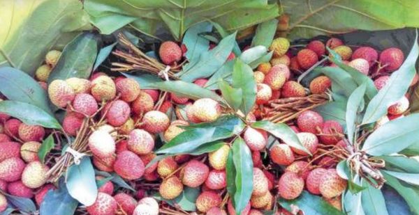 实皆省杰沙县区荔枝水果销售情况  