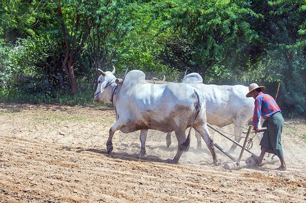 曼德勒省央米丁县区农民们已进入农田工作了 