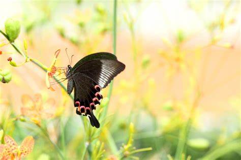 坐观晚春 (苏丽蓉)