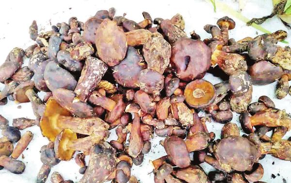 实皆省杰沙县区野生蘑菇销路良好  