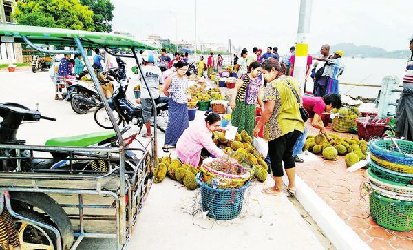 德林达依省区榴莲水果虽歉收但价钱上扬果农们收益良多