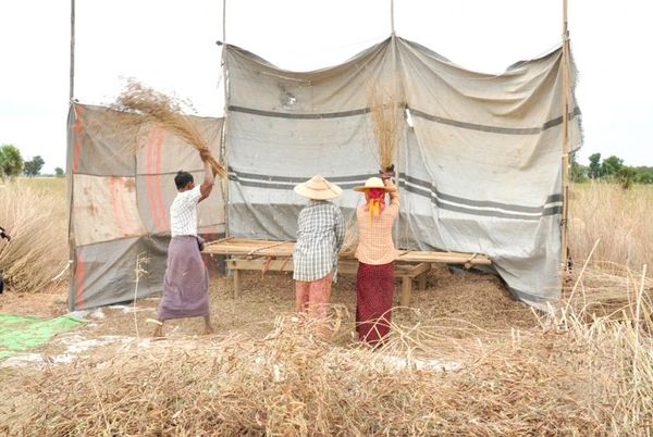 马圭省木各具木豆价格上涨