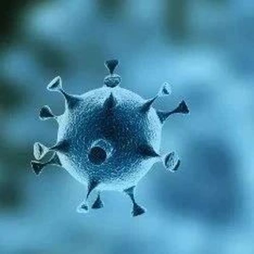 新研究发现冠状病毒“致命弱点”