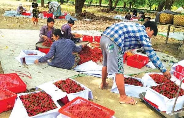 实皆省两县区辣椒减产价钱下跌农民们亏损严重