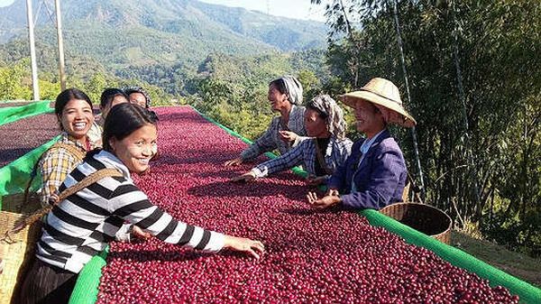 缅甸掸邦地区举办咖啡作物种植培训班