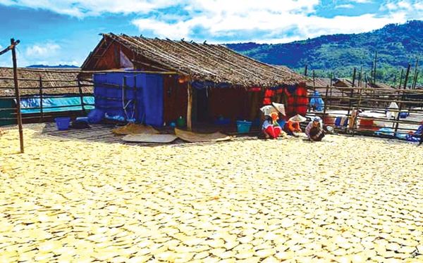 由国外进口原料生产鱼干及鱼鳔产品可再出口创汇