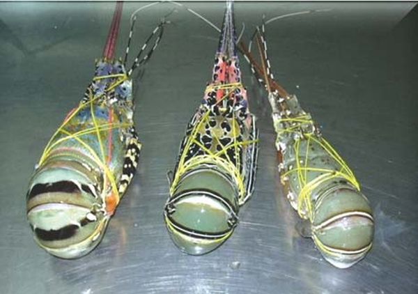 缅甸小龙虾行业出口情况