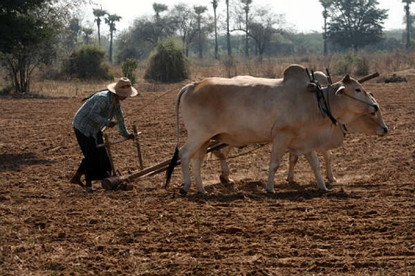 干旱给马圭省农作物带来危机