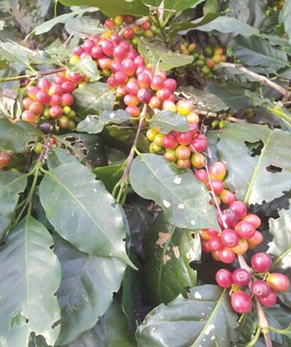 马奎省额别县山区种植咖啡已获成功