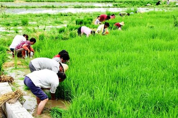 仰光省南部专区今年雨季将种植80多万英亩