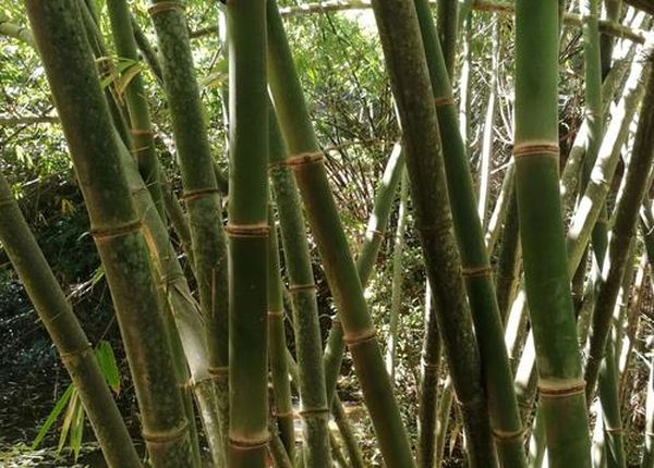 缅甸竹林资源介绍