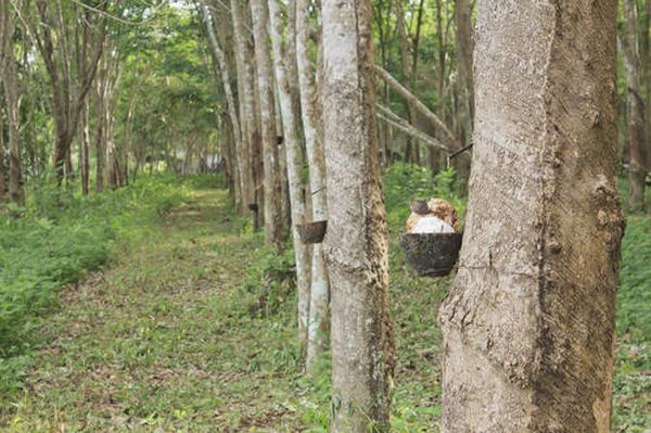 掸东地区孟阳县区栽种橡胶已获成功