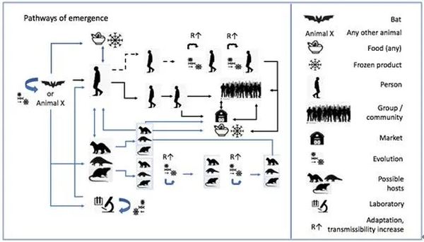 重磅！新冠全球溯源研究中国部分公布！