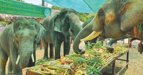 曼德勒省柏林江岸大象营地关闭期间民众多次举办大象自助餐活动