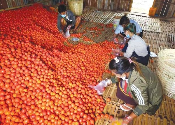 今年茵莱湖地区生产的番茄获得了比去年更好的价钱