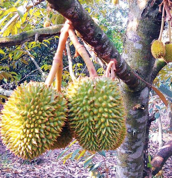 缅甸果农们正在筹划组建榴莲种植销售协会组织