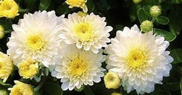 我们家的顶梁柱 - 叶联华（叶国治）