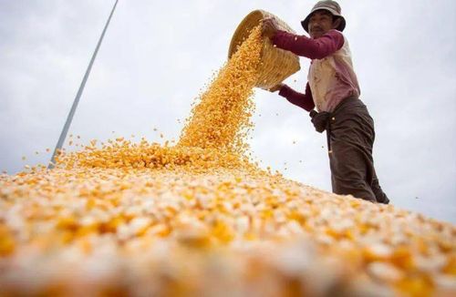 掸邦投资委员会批准一项耗资 6.67 亿缅币的玉米干燥精选生产项目