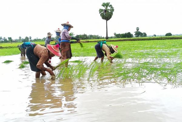 2021 年孟邦雨季稻贷款总计 42.75 亿缅币
