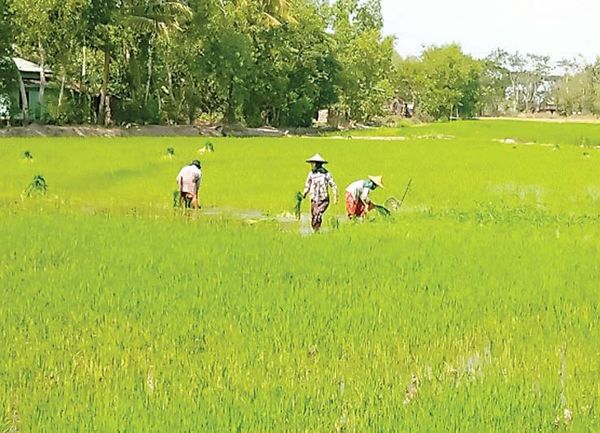 仰光省南部专区端低县区今年将种植8万多英亩雨季稻