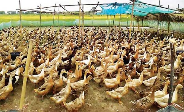 鸭蛋价钱上扬购买力强劲但饲料费也上涨