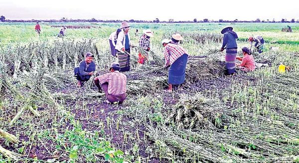 马奎省本漂县夏芝麻丰收农夫们已在抢收准备再种植雨季稻