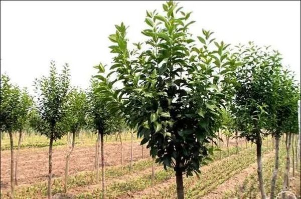 克伦邦砍伐橡胶园老树换种新树苗