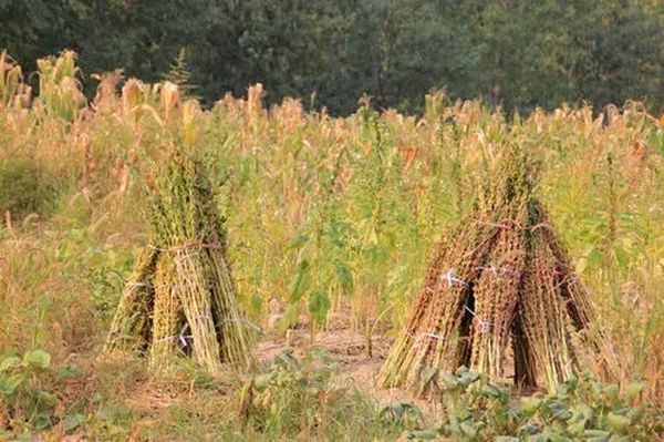 马奎省仁安羌县区芝麻丰收当地农民们收入也增加