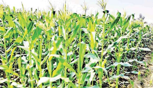 马奎省本漂县玉蜀黍丰收农民们期望能获得好价钱