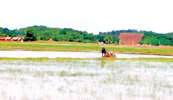 丹老县区今年计划种植4万多英亩雨季稻