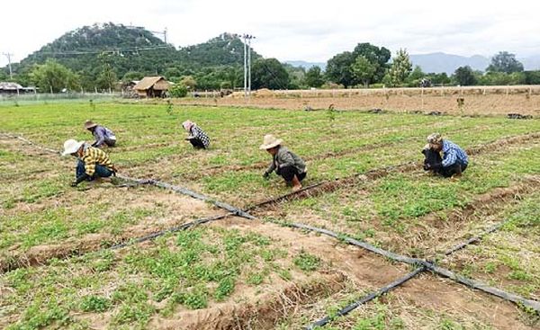 曼德勒省央米丁县区利用地下水种植香菜