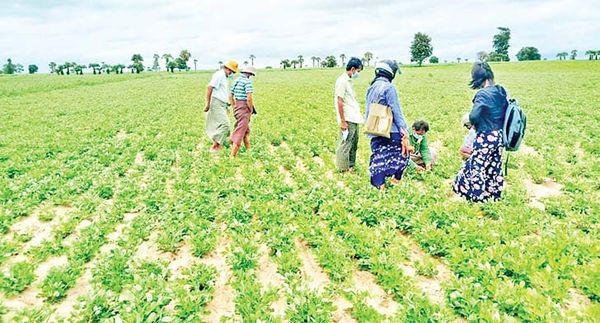 马奎省谬地县将采用GAP制种植雨季作物