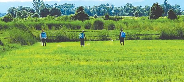 种植雨季稻投资费用增大农民们捉襟见肘负担不起