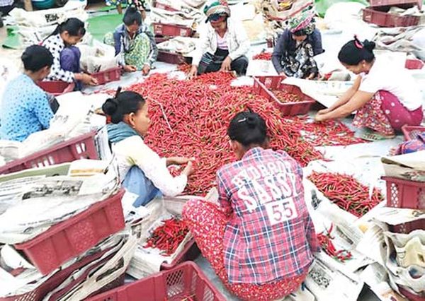 七月份内缅甸国内辣椒市场行情不稳定